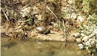 Черепахи в речке в близи Аларахана